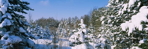 Framed Snow covered trees in a forest, New York State, USA Print
