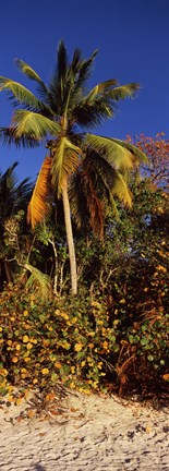 Framed Trees on the beach, Cinnamon Bay, Virgin Islands National Park, St. John, US Virgin Islands Print