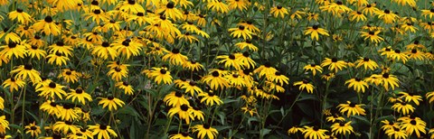 Framed Field of Black-Eyed Susan flowers Print