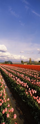 Framed Tulips in a field, Skagit Valley, Washington State (vertical) Print