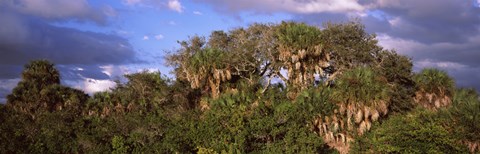 Framed Trees in a forest, Venice, Sarasota County, Florida, USA Print