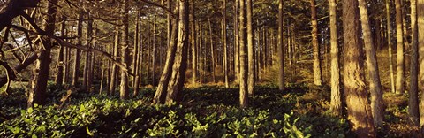 Framed Trees and salals in a forest at sunset, Whidbey Island, Island County, Washington State, USA Print