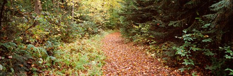 Framed Forest, Old Forge, Herkimer County, New York State, USA Print
