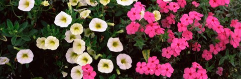 Framed Close-up of pink and white flowers Print