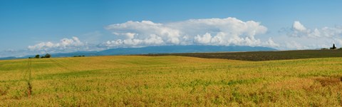 Framed Rapeseed field, Route de Manosque, Plateau de Valensole, Alpes-de-Haute-Provence, Provence-Alpes-Cote d&#39;Azur, France Print