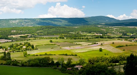 Framed High angle view of a field, Sault, Vaucluse, Provence-Alpes-Cote d'Azur, France Print