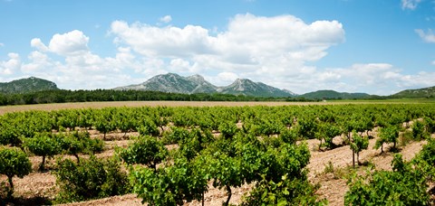 Framed Vineyard, Les Baux de Provence, Eyguieres, Bouches-du-Rhone, Provence-Alpes-Cote d'Azur, France Print