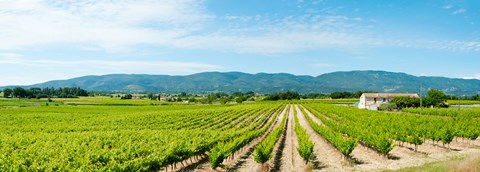 Framed Vineyard with mountain in the background, Ansouis, Vaucluse, Provence-Alpes-Cote d&#39;Azur, France Print