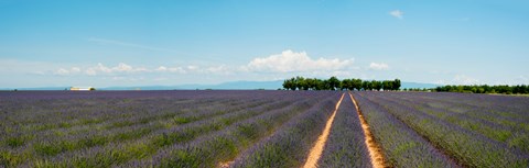 Framed Lavender fields, Route de Digne, Plateau de Valensole, Alpes-de-Haute-Provence, Provence-Alpes-Cote d&#39;Azur, France Print