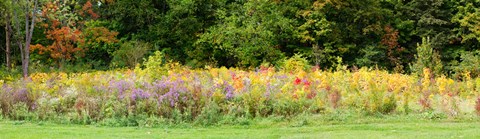 Framed Colorful meadow with wild flowers during autumn, Ontario, Canada Print