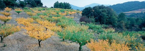 Framed Cherry trees in an orchard, Provence-Alpes-Cote d&#39;Azur, France Print