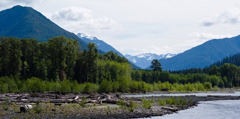 Framed Trees in front of mountains in Quinault Rainforest, Olympic National Park, Washington State, USA Print