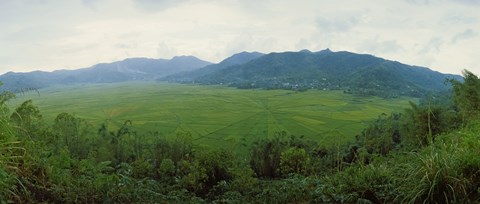 Framed Spider web rice field, Flores Island, Indonesia Print