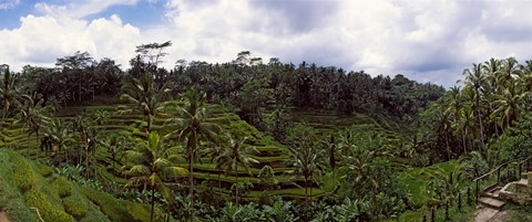 Framed Terraced rice field and Palm Trees, Flores Island, Indonesia Print