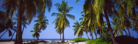 Framed Palm trees on the beach, Puuhonua O Honaunau National Historical Park, Hawaii, USA Print