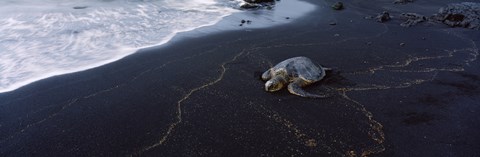 Framed Hawksbill Turtle (Eretmochelys Imbricata) on the beach, Punaluu Beach, Hawaii, USA Print