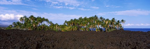 Framed Palm trees on the beach, Keawaiki Bay, Hawaii, USA Print