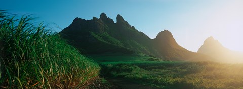 Framed Sugar cane crop in a field, Trois Mamelles, Mauritius island, Mauritius Print
