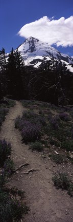 Framed Wildflowers along a trail with mountain in the background, Cloud Cap Trail, Mt Hood, Oregon, USA Print