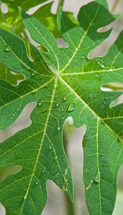 Framed Raindrops on papaya tree leaf, La Digue, Seychelles Print