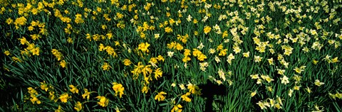 Framed Daffodils in Green Park, City of Westminster, London, England Print