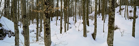 Framed Forest near Lake Bled, Upper Carniola, Slovenia Print