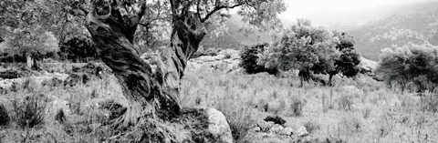 Framed Olive Grove, Majorca, Balearic Islands, Spain Print