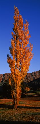 Framed Poplar tree on Golf Course, Queenstown, South Island, New Zealand Print