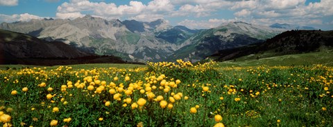 Framed Blooming buttercup flowers in a field, Champs Pass, France Print