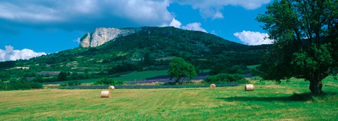 Framed Tree in a field, Mevouillon, Provence-Alpes-Cote d'Azur, France Print