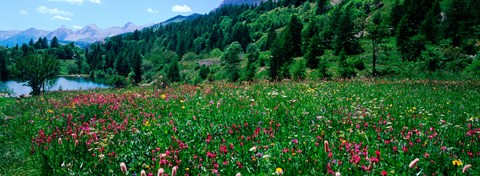 Framed Wildflowers in a field at lakeside, French Riviera, France Print