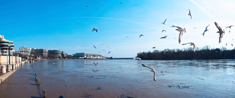 Framed Flock of birds flying at Old Georgetown waterfront, Potomac River, Washington DC, USA Print