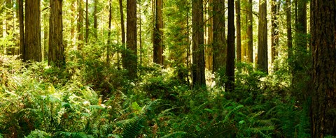 Framed Ferns and Redwood trees in a forest, Redwood National Park, California, USA Print