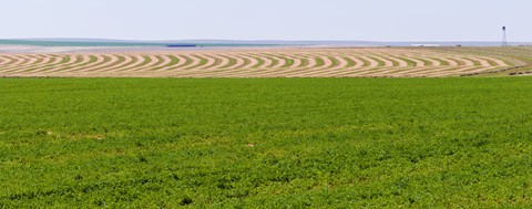 Framed Harvested alfalfa field patterns, Oklahoma, USA Print