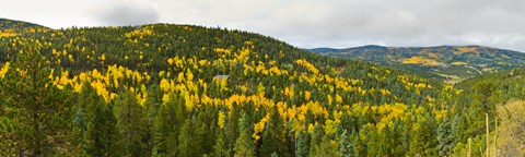 Framed Aspen hillside in autumn, Sangre De Cristo Mountains, Angel Fire, New Mexico, USA Print