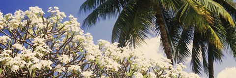 Framed Low angle view of trees, Hawaii, USA Print