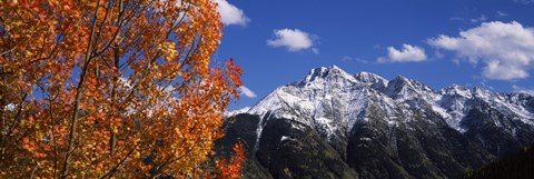 Framed Autumn Trees and snowcapped mountains, Colorado Print