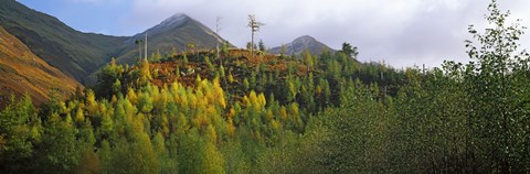 Framed Trees on a mountain, Five Sisters of Kintail, Glen Shiel, Highland Region, Scotland Print