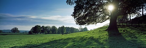 Framed Sun shining through tree in a park, Hovingham Park, Ryedale, North Yorkshire, England Print