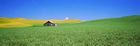 Framed Shack in a field, Palouse County, Washington State Print