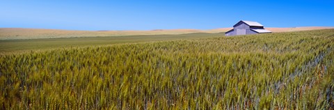 Framed Old barn in a field, Palouse County, Washington State, USA Print