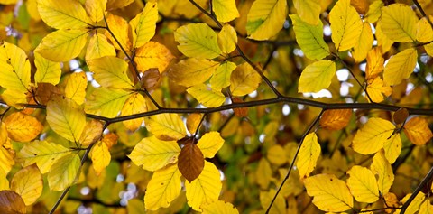 Framed Detail of autumn leaves, Baden-Wurttemberg, Germany Print