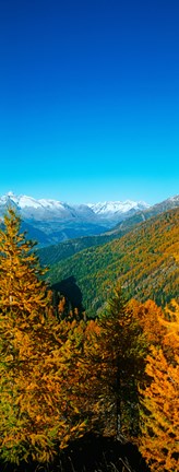 Framed Trees in autumn at Simplon Pass, Valais Canton, Switzerland (vertical) Print