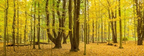 Framed Forest in autumn, Letchworth State Park, New York State, USA Print