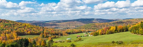 Framed Trees on hill during autumn, New York State, USA Print