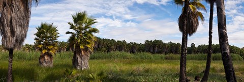 Framed Grove of Mexican fan palm trees near Las Palmas Beach, Todos Santos, Baja California Sur, Mexico Print