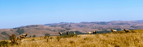 Framed Herd of Roosevelt elk (Cervus canadensis roosevelti) at Point Reyes National Seashore, Marin County, California, USA Print