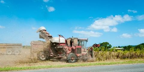 Framed Sugar Cane being harvested, Lower Daintree, Queensland, Australia Print