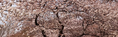 Framed Cherry Blossom trees in Potomac Park at the Tidal Basin, Washington DC, USA Print