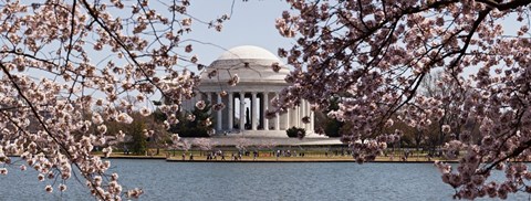 Framed Cherry Blossom trees in the Tidal Basin with the Jefferson Memorial in the background, Washington DC Print